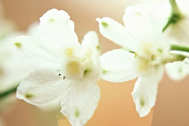 White Flowers   Wedding Flowers Wallpapers 19   Wallcoo.net