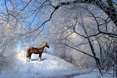 Horses Wallpapers » Blog Archive » Brown Horse Winter Snow ...