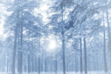 1024x768 Winter Forest Desktop PC And Mac Wallpapers