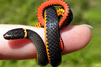 3D Wallpapers 1080p Full Hd