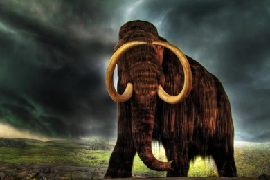 HD WAllppaers: Animal HD Wallpapers 1080p