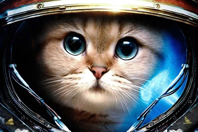 Awesome Cat HD Wallpapers