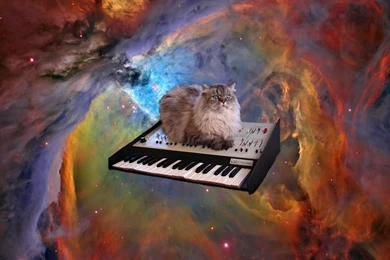 Cat In Space Computer Wallpapers, Desktop Backgrounds