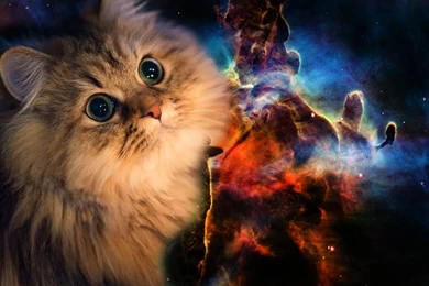 Hook Up Your Desktop With One Of These Awesome Cats In Space ...