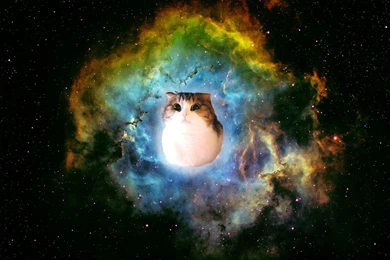 Funny Space Cat Wallpaper Backgrounds