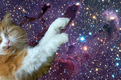 Space Cat Wallpapers 19 Hd Wallpapers   XDwallpaper.com