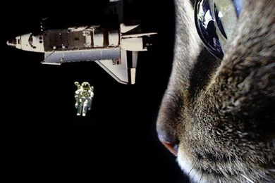 Cat Wallpapers Iphone