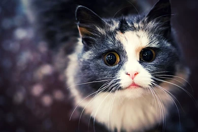 Space Cat Tumblr Backgrounds Iphone Wallpapers Tumblr Cute Ffca ...