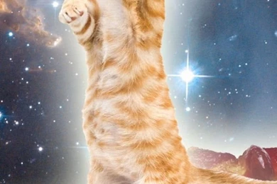 Space Cat iPhone 5 Wallpapers