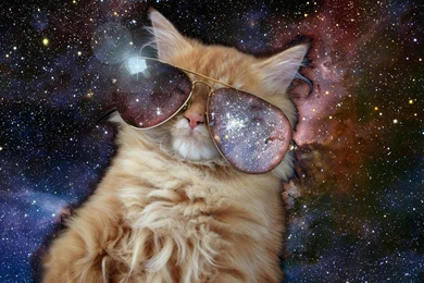Cats In Space: You Come Down From There Right Meow!