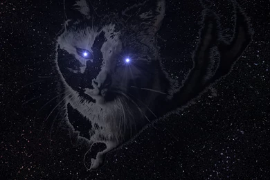 Space Cat Computer Wallpapers, Desktop Backgrounds