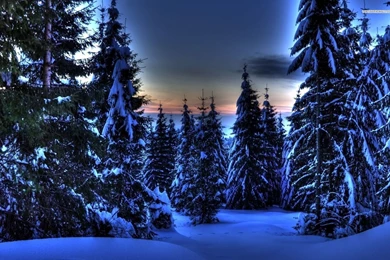 Evergreen In The Winter Wallpapers