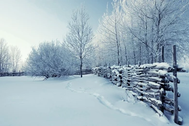 Wilderness   1482089