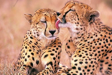 Love Wallpapers Download HD Wallpapers And Free Images