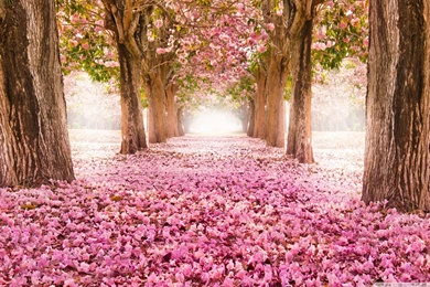Love Path Wallpapers Full HD [2560x1600]   Free Wallpapers Full Hd ...