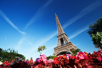 Lovely Paris Wallpaper Flowers Image Garden Picture.jpg