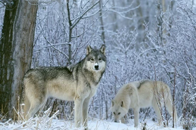 Winter Images For Wallpapers