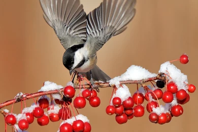Winter Chickadee Bird HD Desktop Backgrounds Wallpapers 3938   HD ...