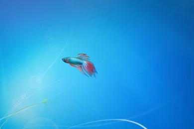 Windows 7 1920X1080 Wallpapers » WallDevil   Best Free HD Desktop ...