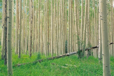 Aspen Grove Independence Pass Colorado 1600x   Forests Photography ...
