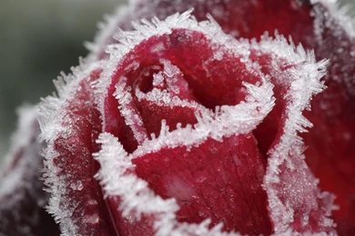 Best Red Rose Backgrounds Wallpapers