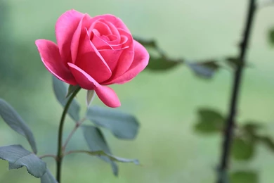 Pink Rose Flower Free Desktop Wallpapers