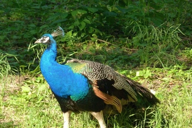 Full HD 1080p Peacock Wallpapers HD, Desktop Backgrounds 1920x1080