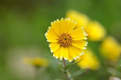 Nature HD Wallpapers