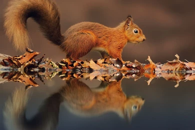 Beautiful Baby Squirrel   1080p HD Wallpapers For Desktop