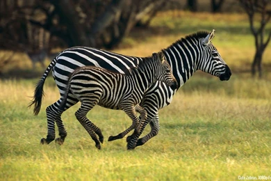 Top Full Hd Animal Images For Pinterest