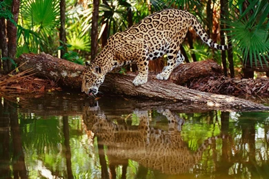 Wild Leopard Drinking Water HD Wallpapers   StylishHDWallpapers