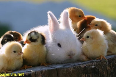 Animal Babies Hd Wallpapers 1080p