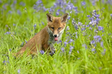 Animal Wallpaper Backgrounds 1080p.jpg