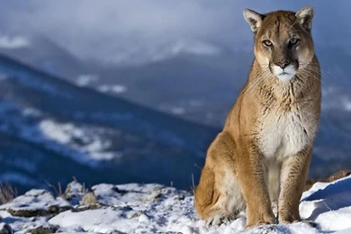 HD WAllppaers: Animal HD Wallpapers 1080p