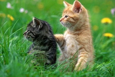 Cute Cat HD Wallpapers Animals 1080p – HD WALLPAPER WIDE