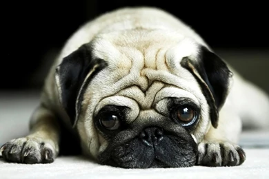 Lazy pug wallpaper.jpg
