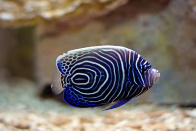 Animals Archives   Page 5 Of 9   HD Wallpapers Source