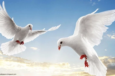 Hd Animal Wallpapers 1080p