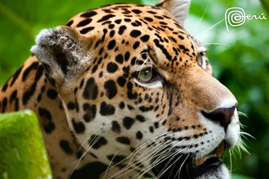 Jaguar The Big Cat Wallpapers