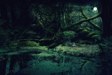 Forest Backgrounds By Vashar23 On DeviantArt