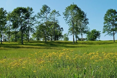 Web background forest meadow photo wallpapers 108941.jpg