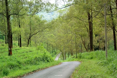 Forest Powerpoint Backgrounds   1661146