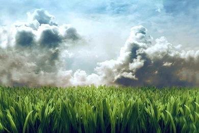 Wonderful Grass HQ Wallpapers