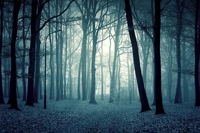 Forest Backgrounds Wallpapers   14996