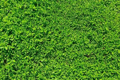 Green Grass iPad Air Wallpapers Download