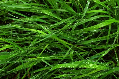 Green Grass Wallpapers 62635