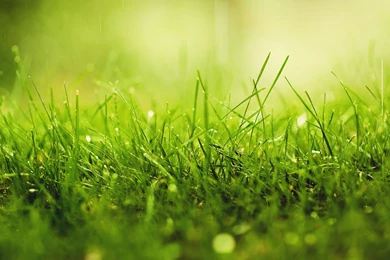 Grass Wallpapers 207383