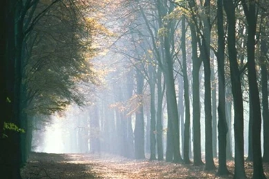 Online Buy Wholesale Backgrounds Forest From China Backgrounds ...