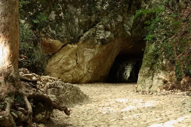 Forest Backgrounds By Danafab On DeviantArt