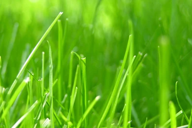 Grass Wallpapers For Apple iPad 3